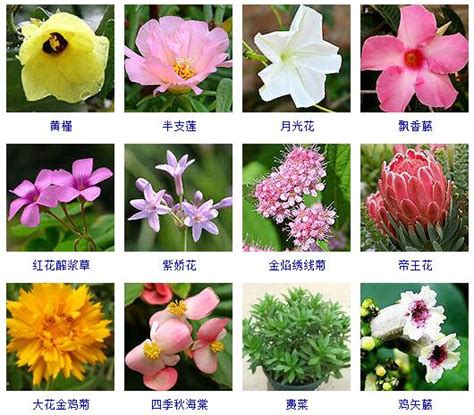 花園種花|3种方法来种花